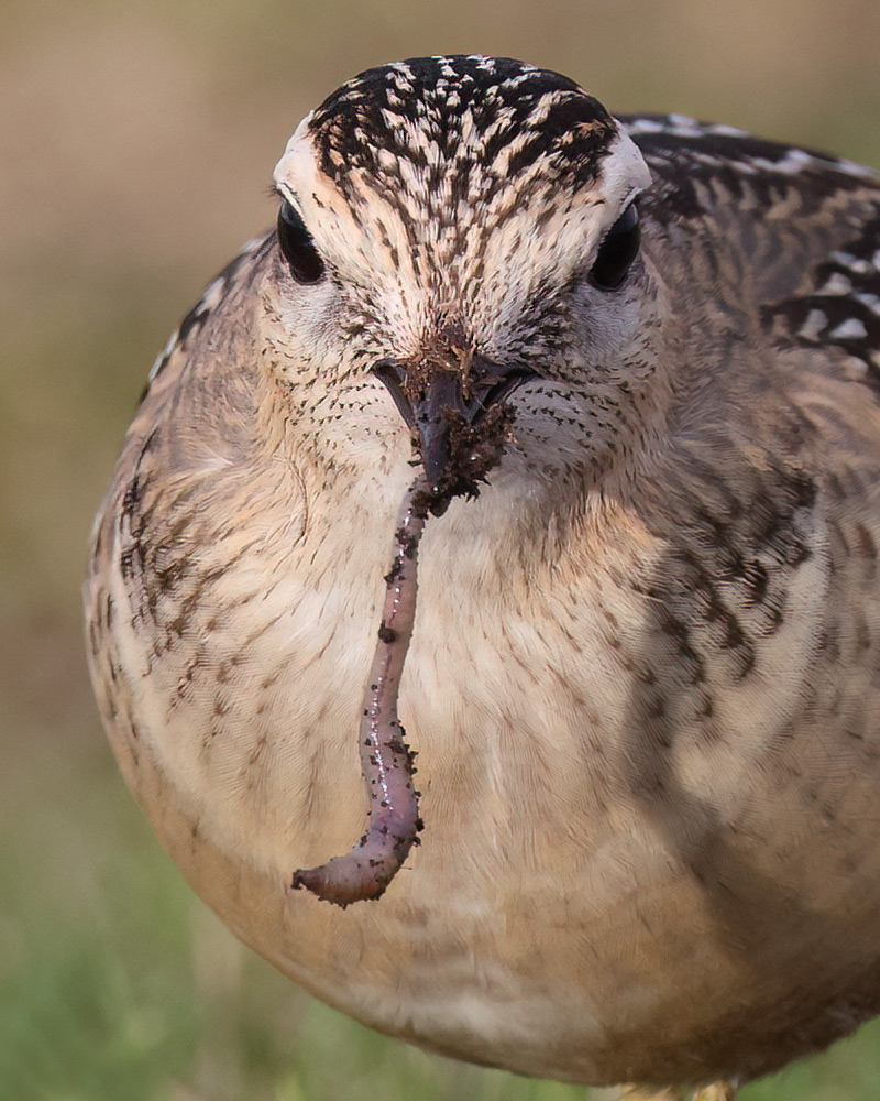 Dotterel